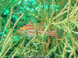 Hawk Fish " bet you can't see me by Karl Hodgkins 